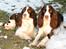 Engelsk springer spaniel Frida