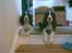 Engelsk springer spaniel Frida