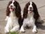 Engelsk springer spaniel Frida