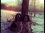 Engelsk springer spaniel Frida