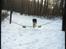 Engelsk springer spaniel Frida