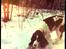 Engelsk springer spaniel Frida