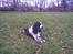 Engelsk springer spaniel Mille