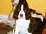 Engelsk springer spaniel Mille