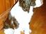 Engelsk springer spaniel Mille
