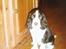Engelsk springer spaniel Mille