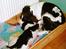 Engelsk springer spaniel Mille