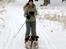 Engelsk springer spaniel Mille