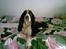 Engelsk springer spaniel Mille