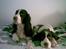 Engelsk springer spaniel Mille