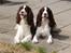 Engelsk springer spaniel Mille