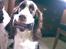 Engelsk springer spaniel Mille