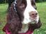 Engelsk springer spaniel Mille