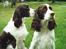 Engelsk springer spaniel Mille
