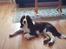 Engelsk springer spaniel Mille