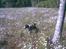 Engelsk springer spaniel Mille