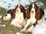 Engelsk springer spaniel Mille