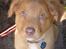 Nova scotia duck tolling retriever Maiko - 9 uger