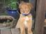 Nova scotia duck tolling retriever Maiko - 9 uger