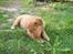 Nova scotia duck tolling retriever Maiko - 9 uger