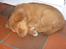 Nova scotia duck tolling retriever Maiko - 9 uger