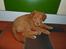 Nova scotia duck tolling retriever Maiko - 9 uger