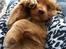 Nova scotia duck tolling retriever Maiko - 7 uger
