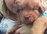 Nova scotia duck tolling retriever Maiko - 4 uger