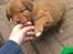 Nova scotia duck tolling retriever Maiko - 4 uger 