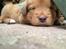 Nova scotia duck tolling retriever Maiko - 5 uger