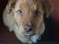 Nova scotia duck tolling retriever Maiko - 9 uger