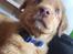 Nova scotia duck tolling retriever Maiko - 9 uger