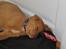 Nova scotia duck tolling retriever Maiko - En meget træt hund - 9 uger