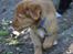 Nova scotia duck tolling retriever Maiko - 9 uger