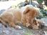 Nova scotia duck tolling retriever Maiko - Maiko fandt en svamp! - 9 uger