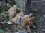 Nova scotia duck tolling retriever Maiko