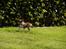 Norsk lundehund Ulfrigga Lundes Trude