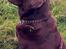 Labrador retriever Samson