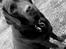Labrador retriever Samson