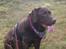 Labrador retriever Samson