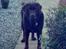 Labrador retriever Samson