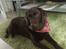 Labrador retriever Samson