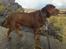 Labrador retriever Samson