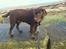 Labrador retriever Samson