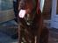 Labrador retriever Samson