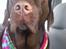Labrador retriever Samson