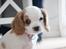 Cavalier king charles spaniel Holsteins Indi