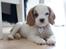 Cavalier king charles spaniel Holsteins Indi