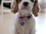 Cavalier king charles spaniel Holsteins Indi