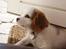 Cavalier king charles spaniel Holsteins Indi